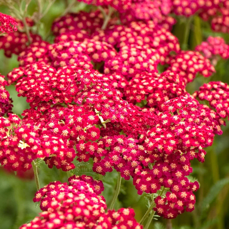 247plants3802963