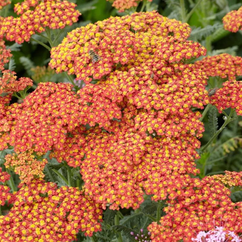 247plants3803043