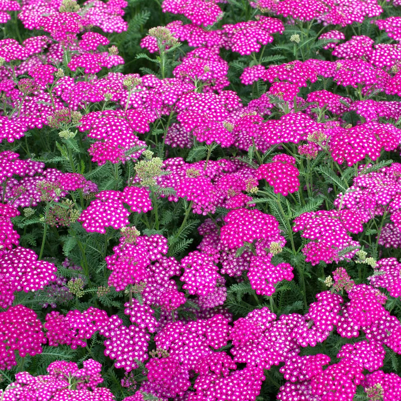 247plants3803170