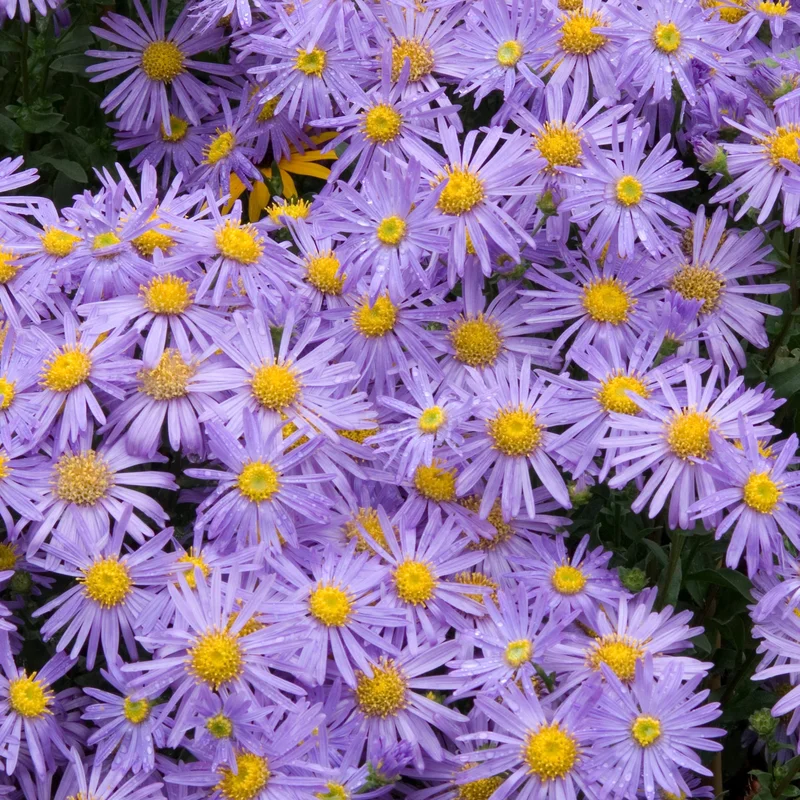 247plants3803591