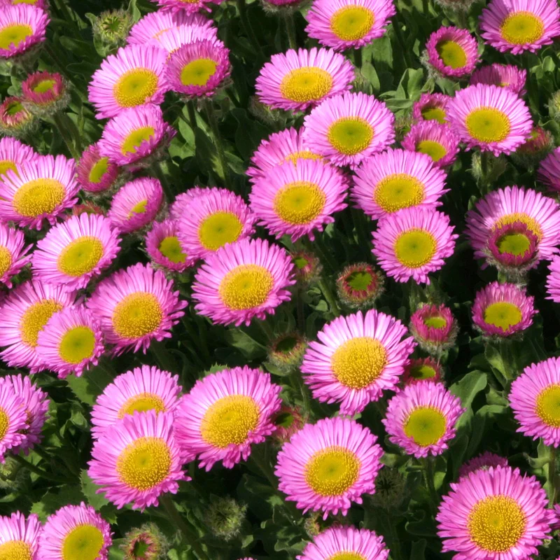 247plants3804081