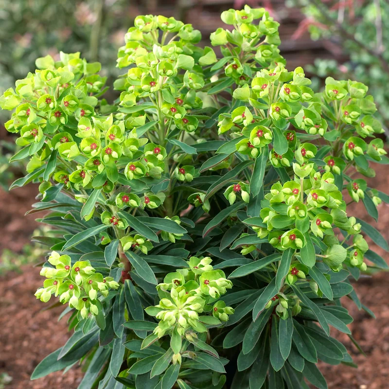 247plants3804144