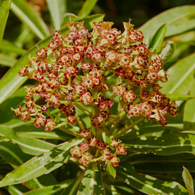 247plants3804261