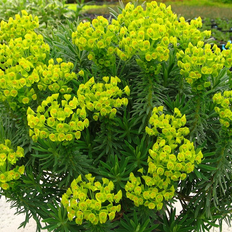 247plants3804333