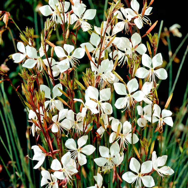 247plants3804410