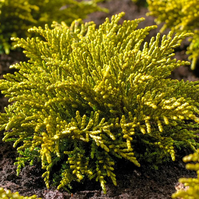 247plants3807939