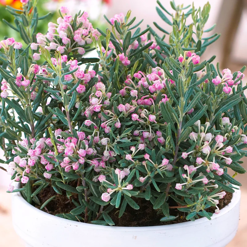 247plants3808089