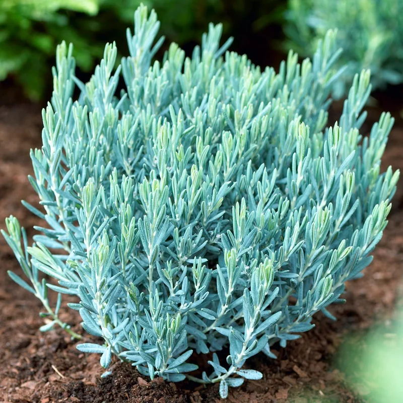 247plants3808166