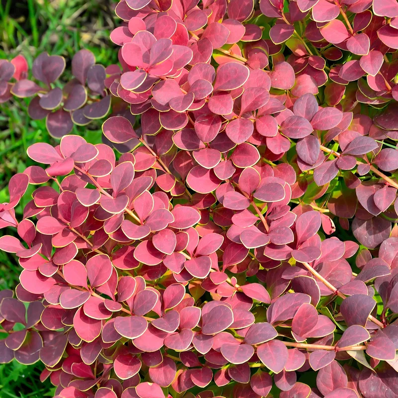 247plants3808371