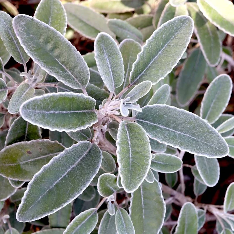247plants3808510