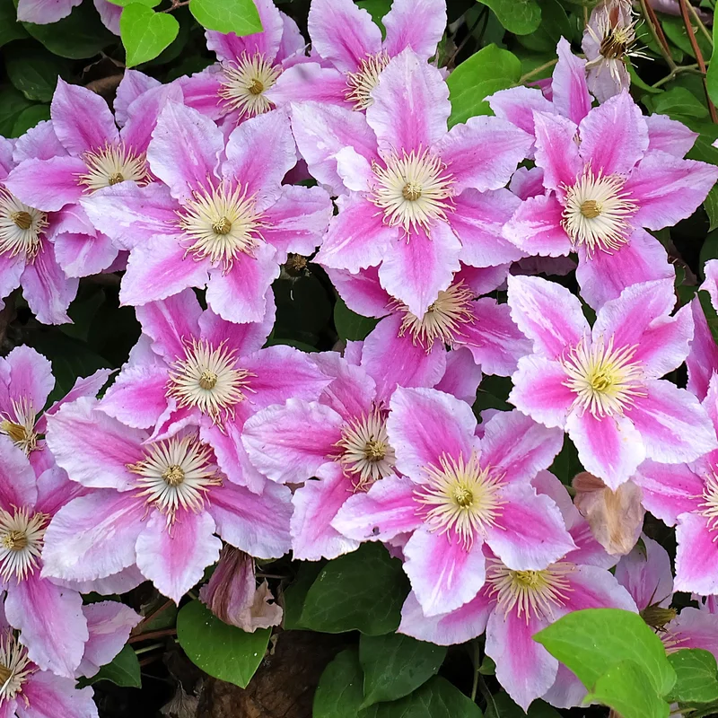 247plants3809060