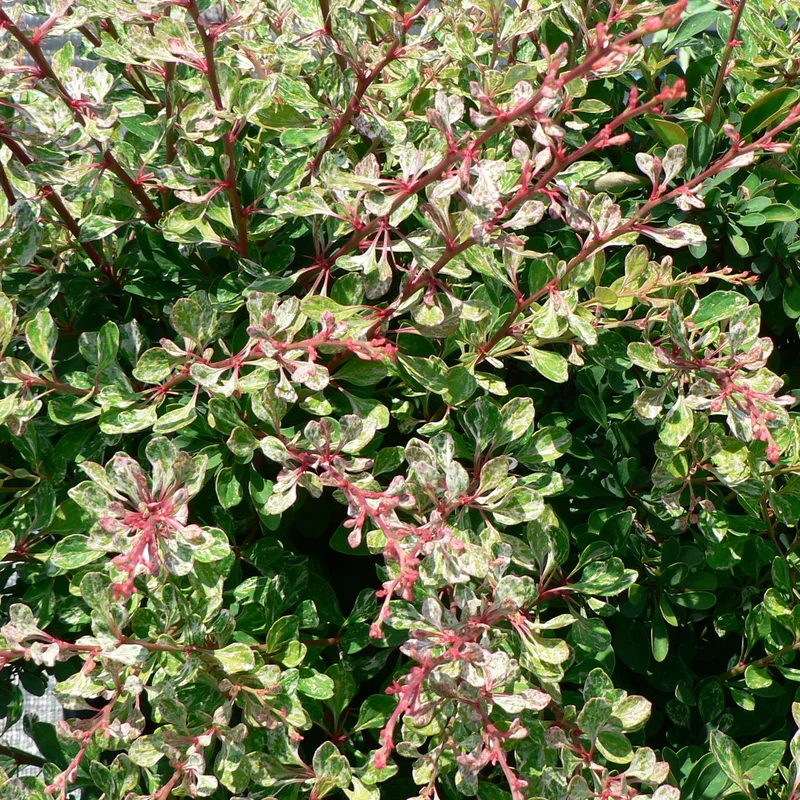 247plants3809386