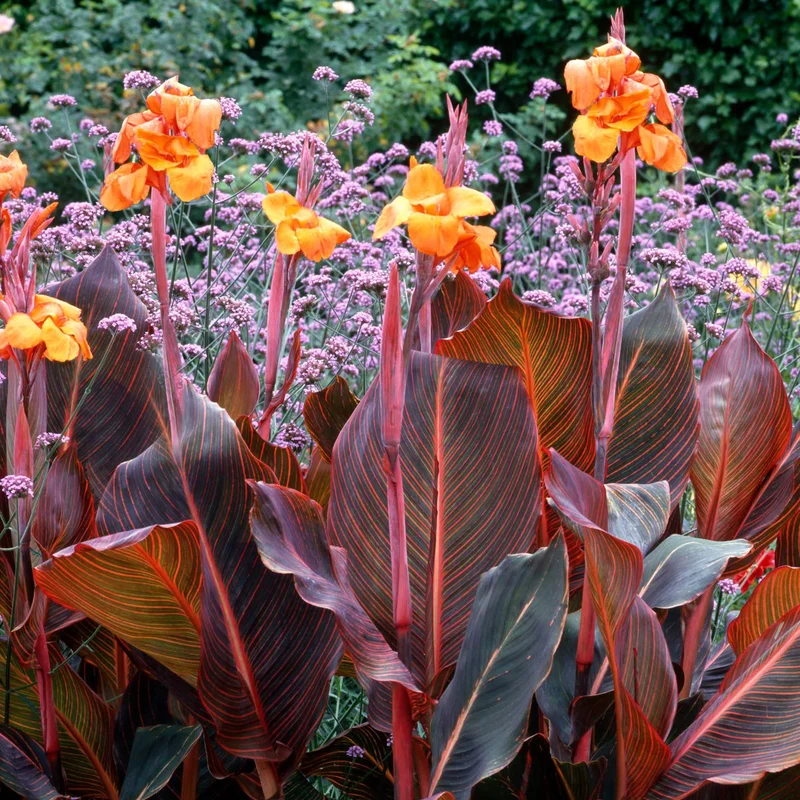 247plants3809570