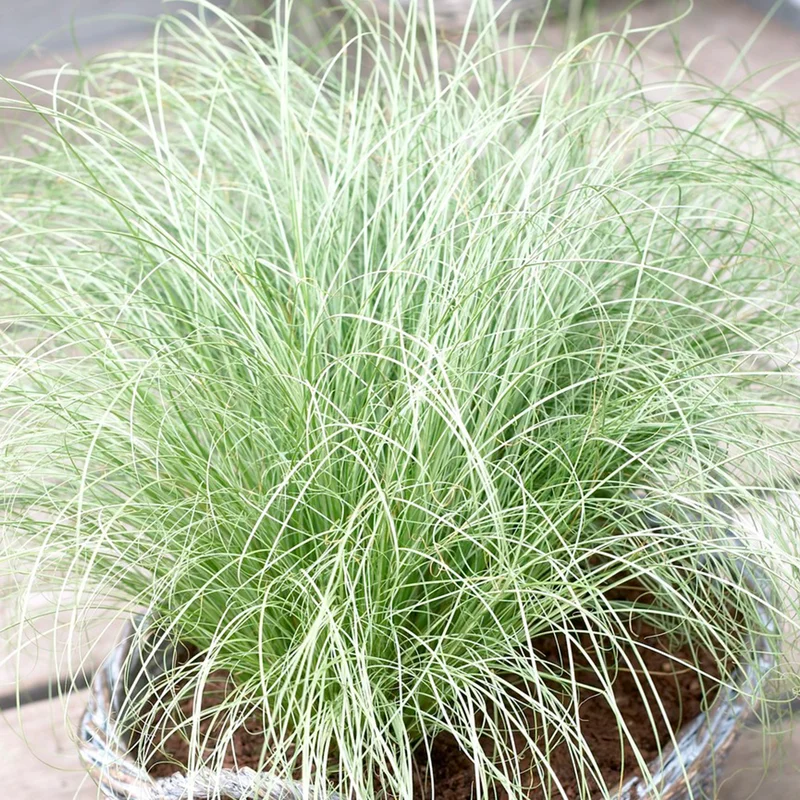 247plants3809764