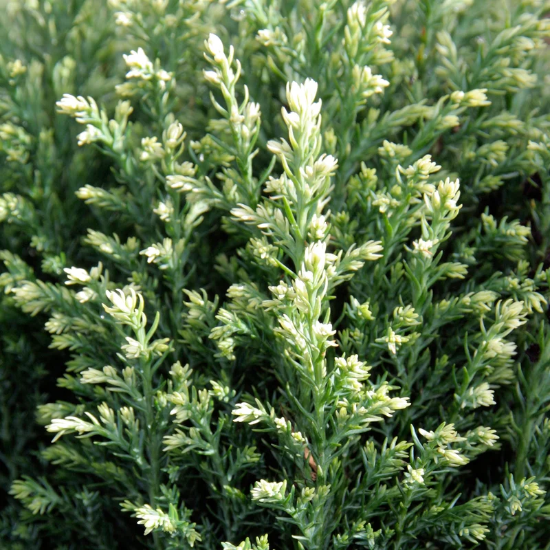 247plants3809854