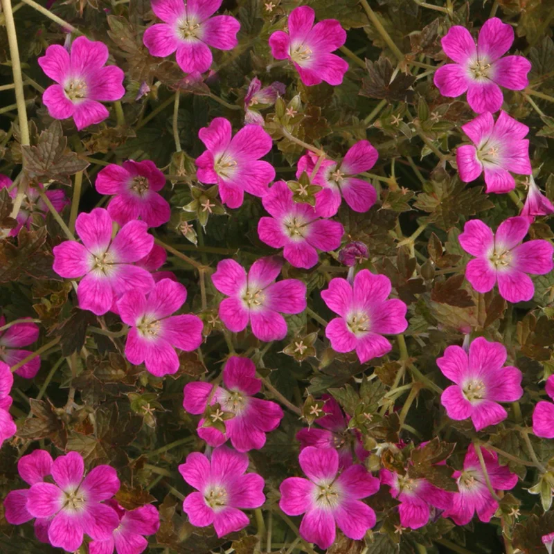 247plants3810419
