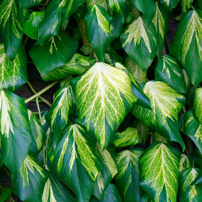 247plants3810617