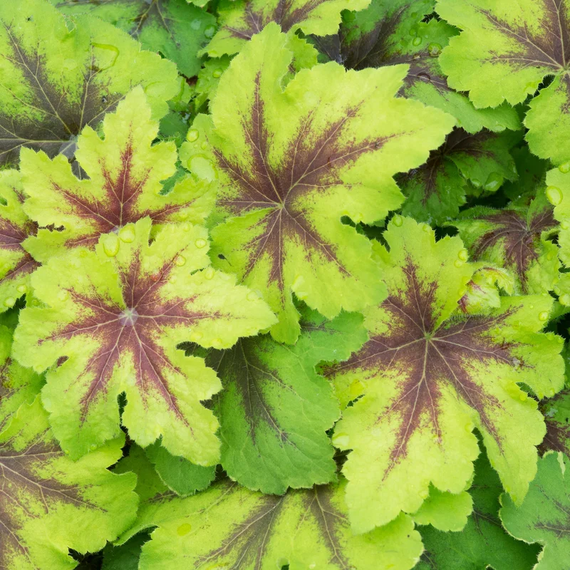 247plants3810714