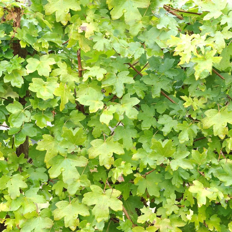 247plants3810808