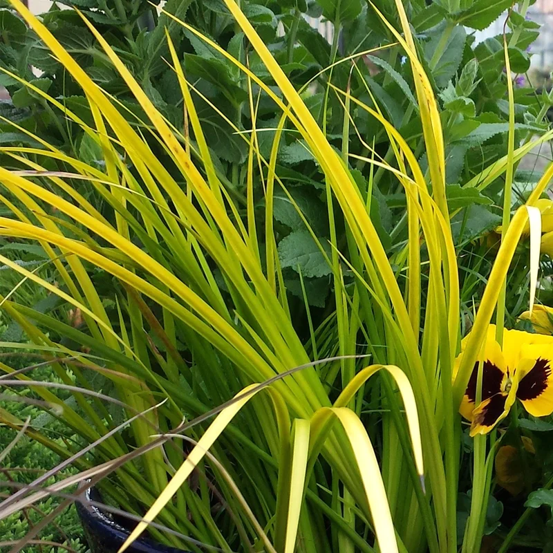 247plants3810971