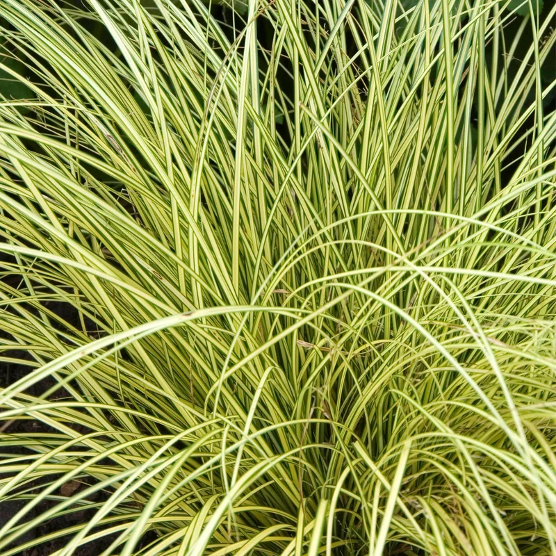 247plants3811070