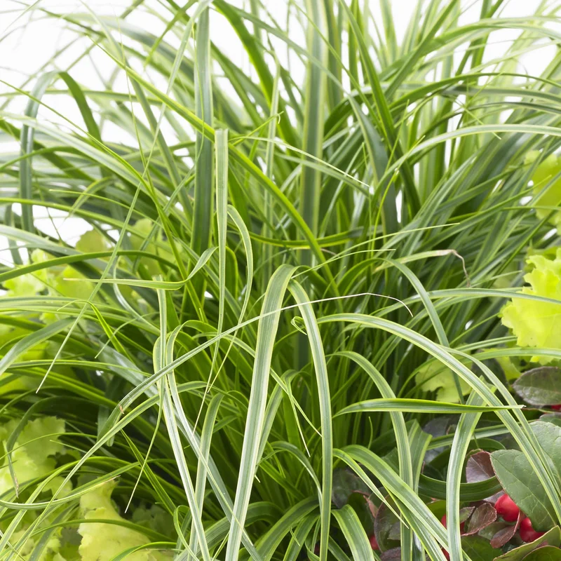 247plants3811262