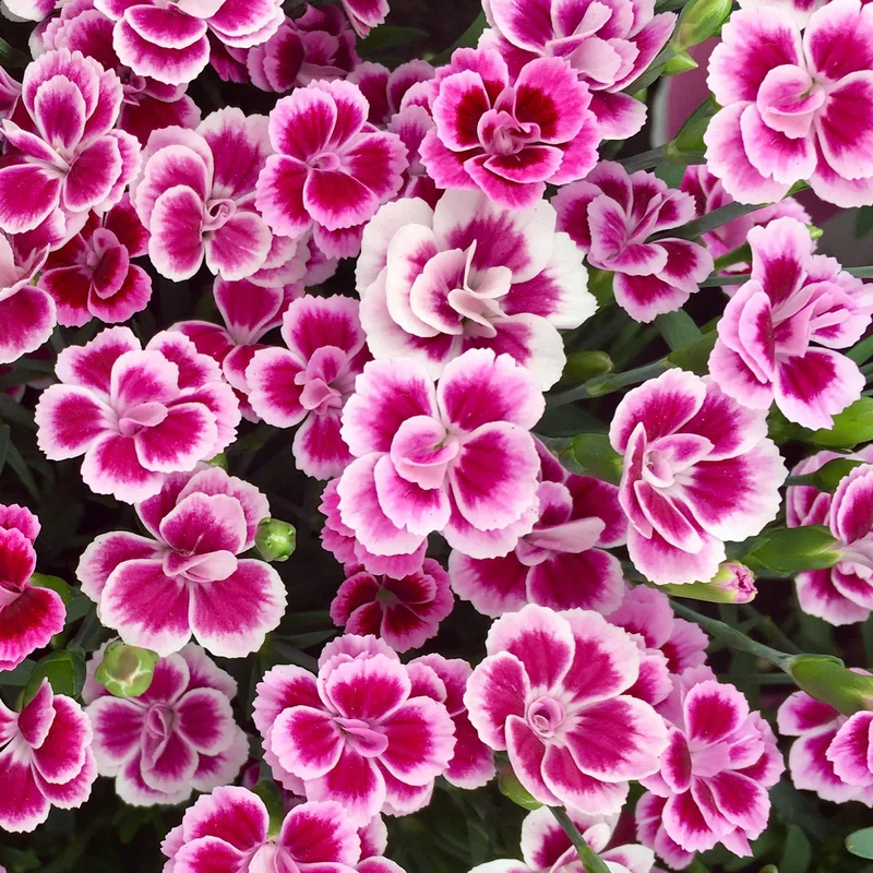 247plants3811336