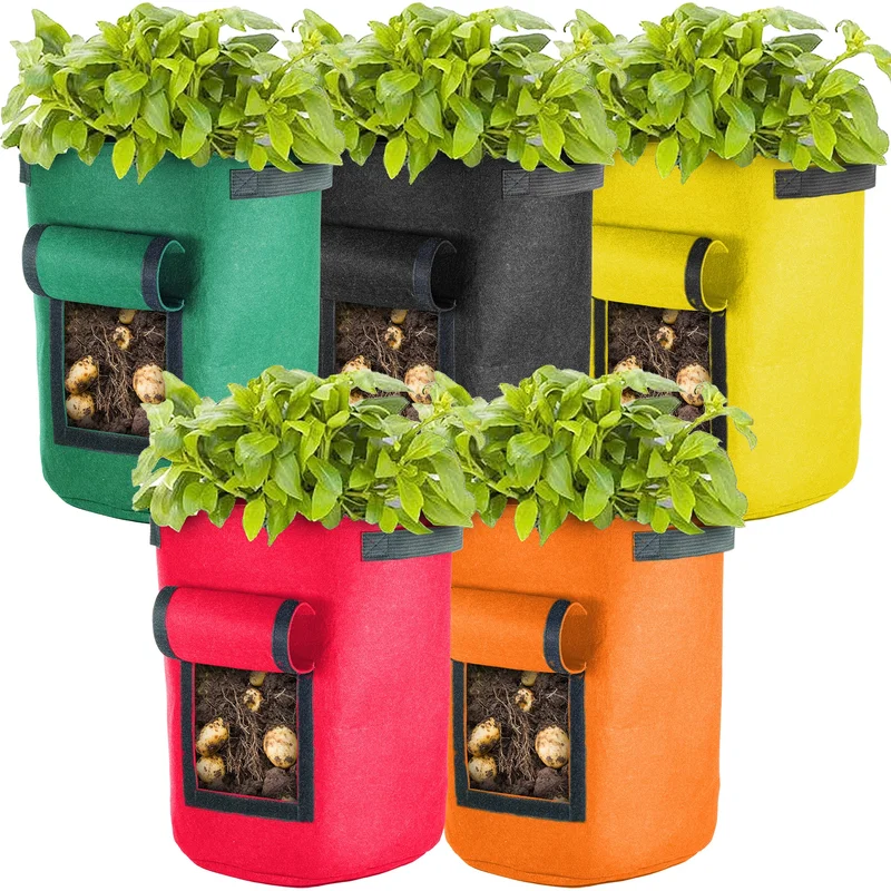 247plants3811970