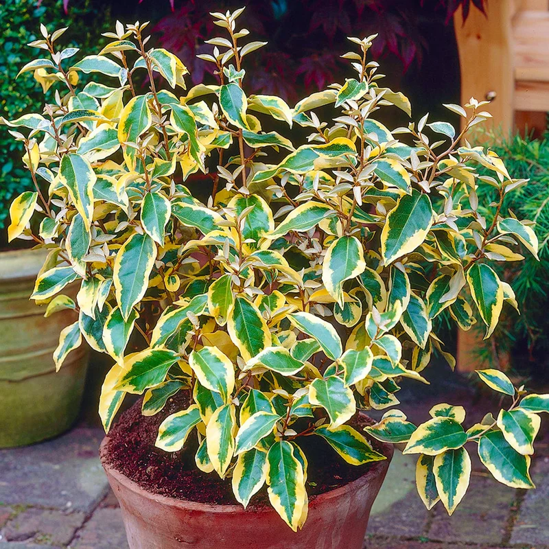 247plants3812124