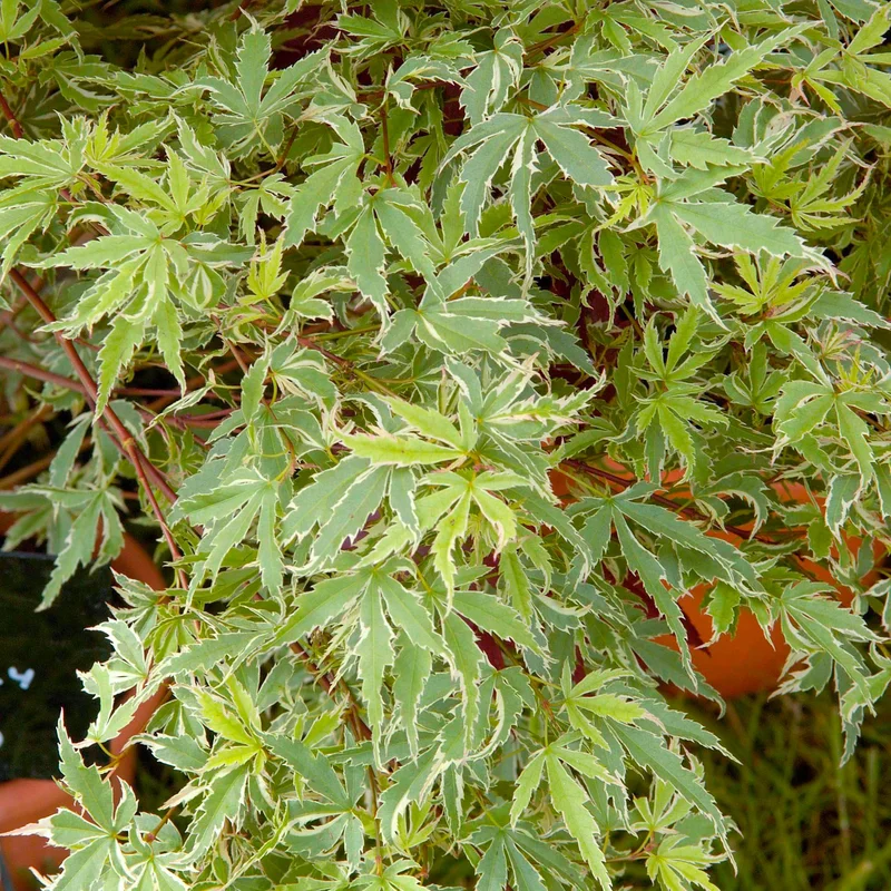 247plants3812285