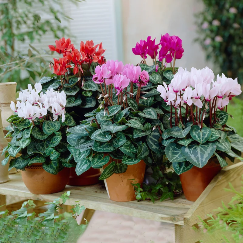 247plants3813356