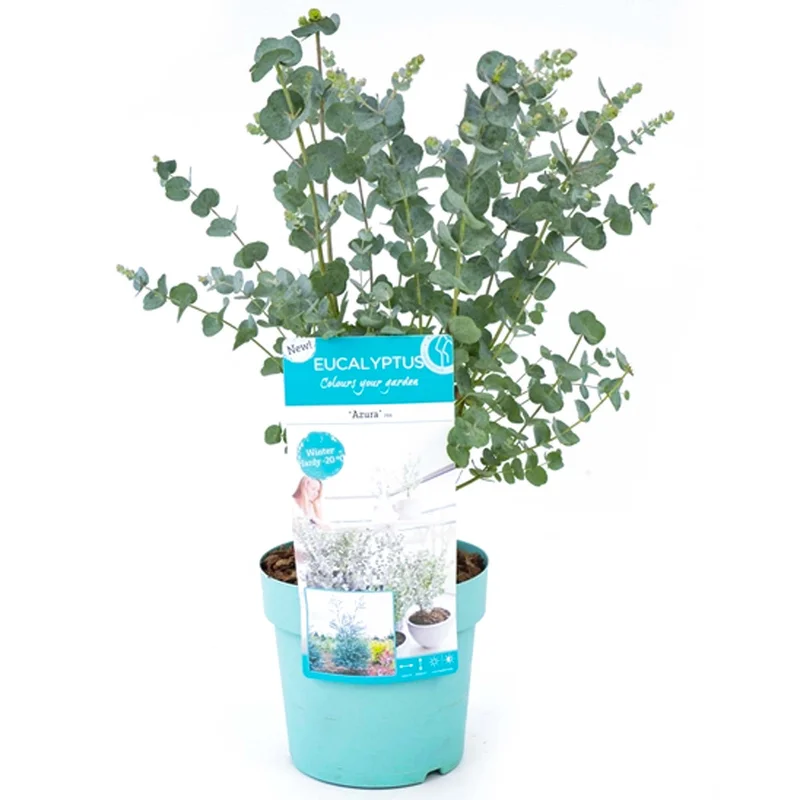 247plants3813792