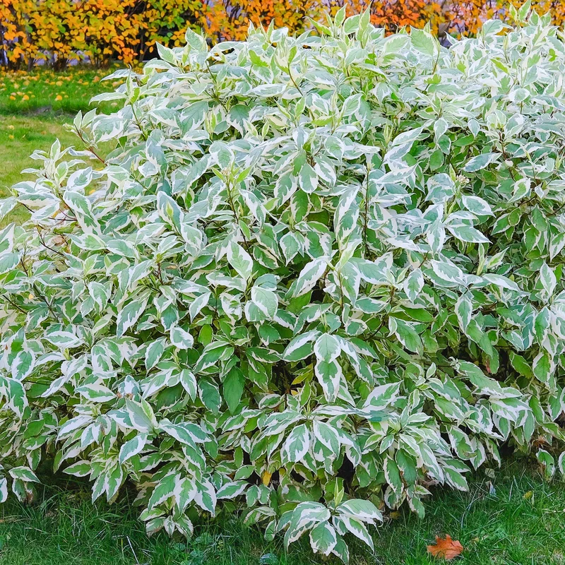 247plants3814334