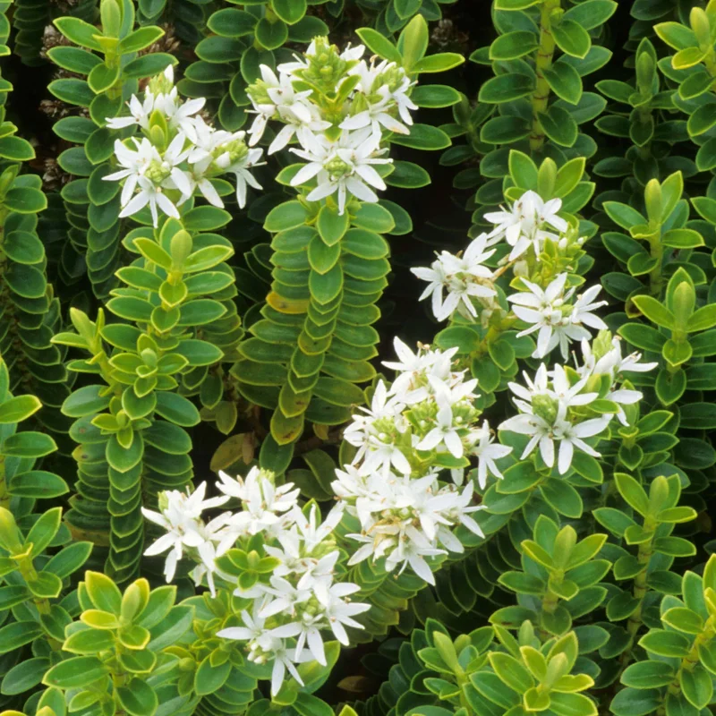 247plants3814381