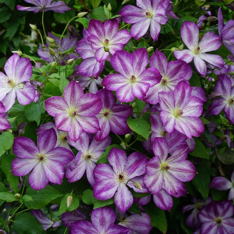 247plants3814806