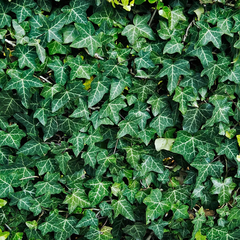 247plants3815312
