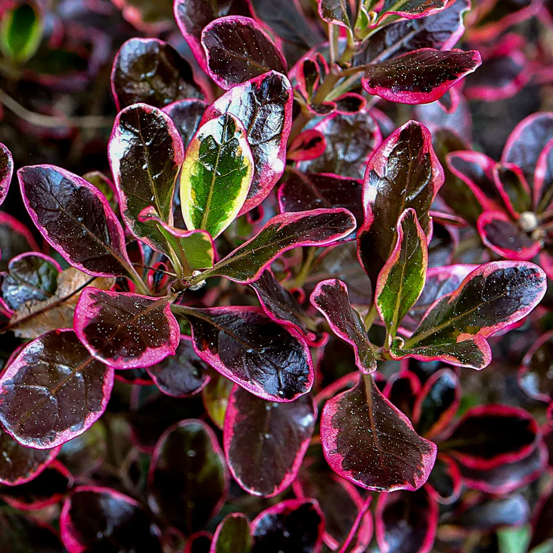 247plants3816251