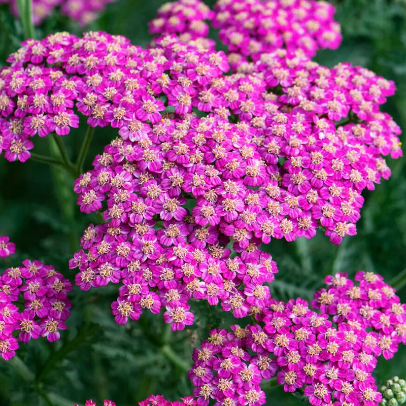 247plants3817698