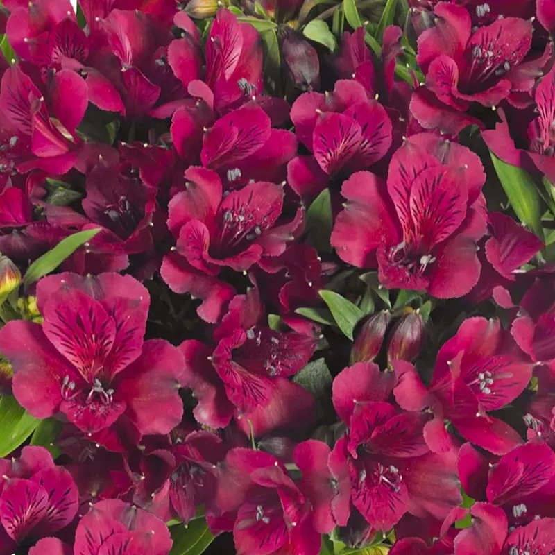 247plants3818057