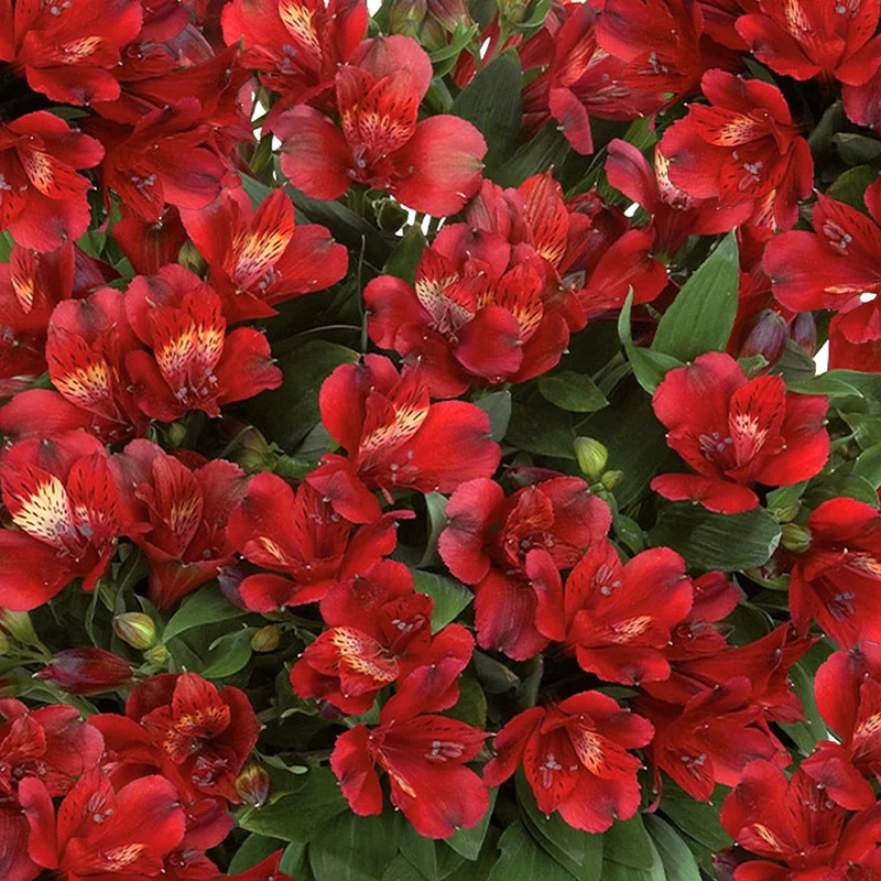 247plants3818127