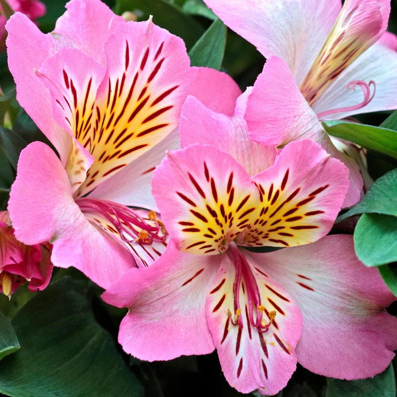 247plants3818367