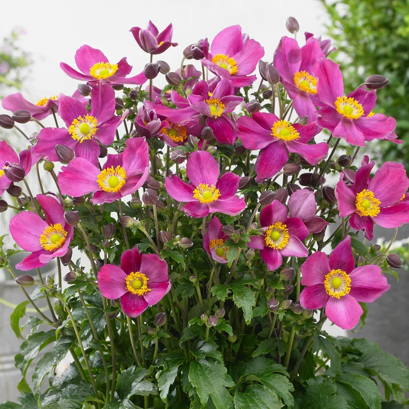247plants3818688