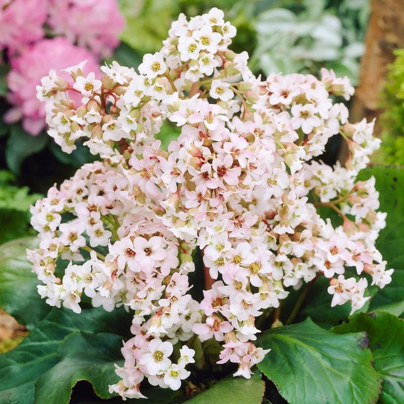 247plants3818919
