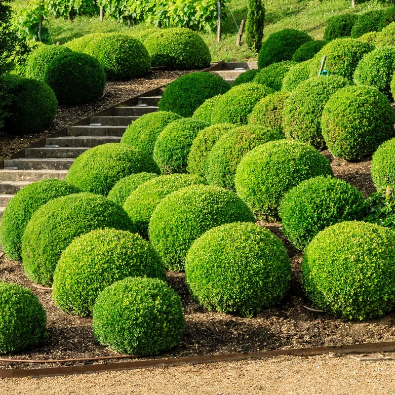 247plants3819245