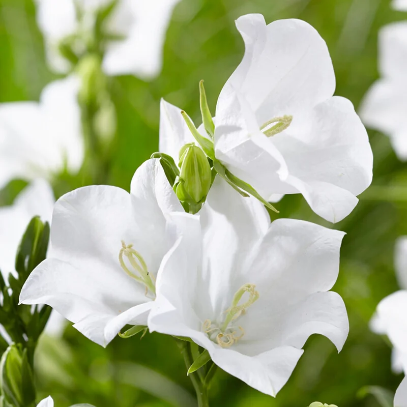 247plants3819444