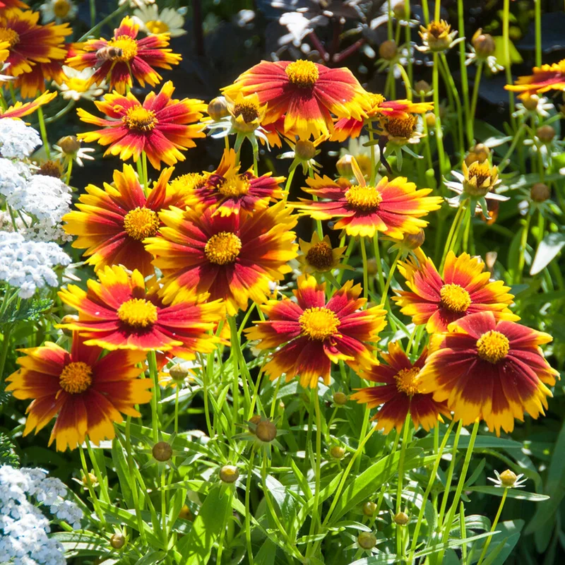 247plants3819651