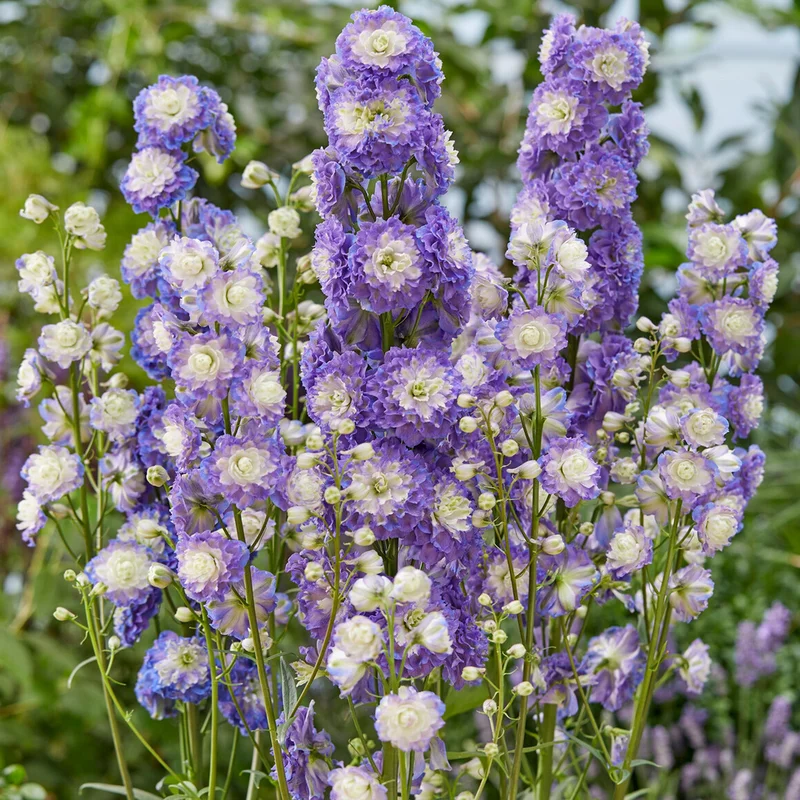 247plants3819942