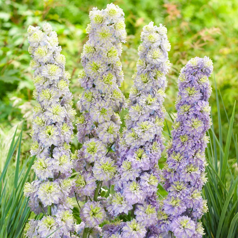 247plants3820116