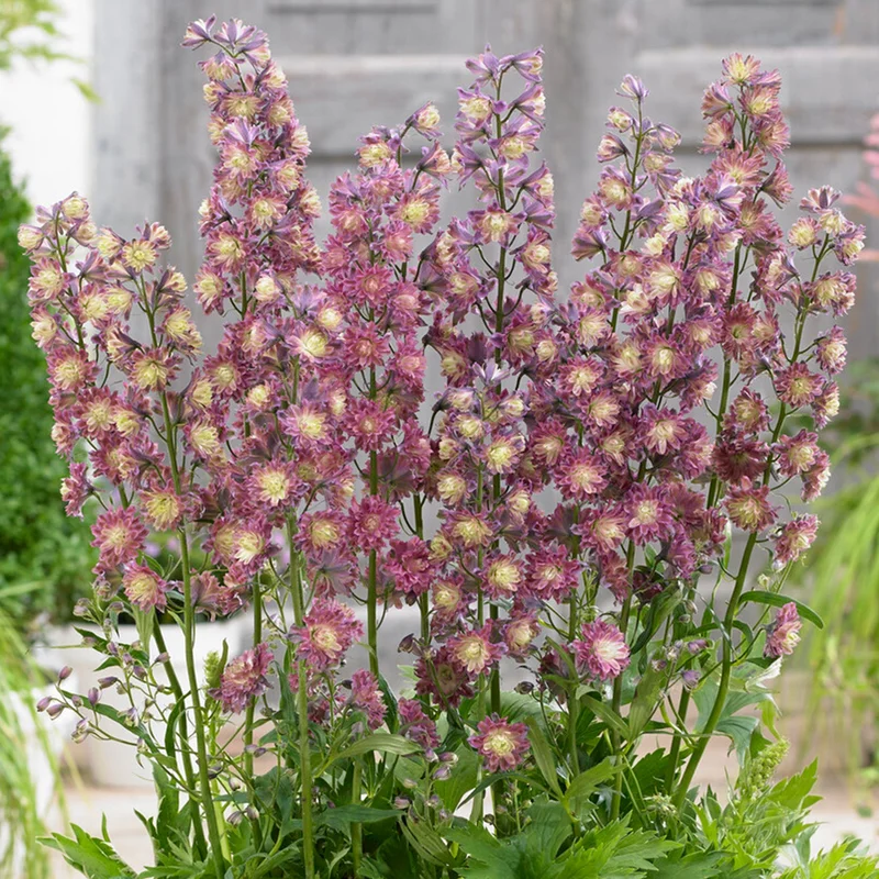 247plants3820201