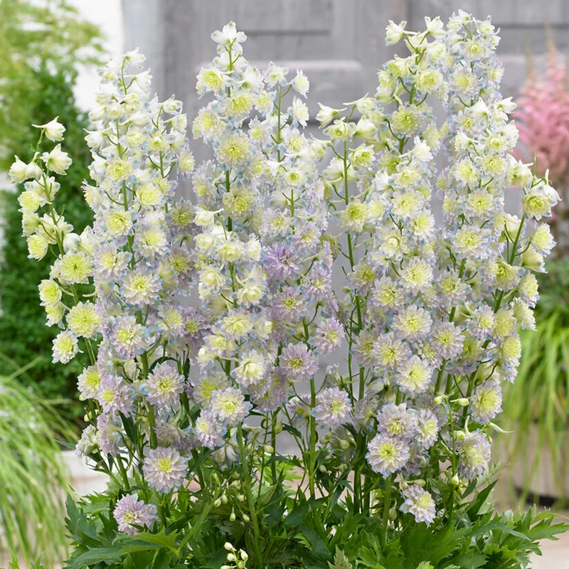 247plants3820281